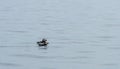 Couple Atlantic Common Puffin floating on water