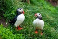 Couple Atlantic puffin living on edge of cliff of Atlantic ocean during summer at Iceland