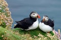 Couple of Atlantic puffins on cliff, Mykines island, Faroe Islands, Royalty Free Stock Photo