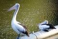 Couple Australian pelican staying on the pipeline at a cook river, Sydney, Australia.