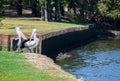 Couple of Australian Pelican water bird staying near a river at Sydney, Australia. Royalty Free Stock Photo