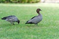Couple Australian Wood Duck. Walking in Sydney Park, Australia.