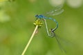 Azure damselfy couple breeding