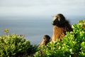 Couple of Baboons at Cape Peninsula, South Africa