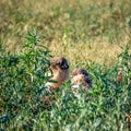 Two Burrowing Owl Chicks Royalty Free Stock Photo