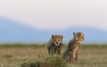Couple of baby cheetahs sitting and resting in the wilderness Royalty Free Stock Photo