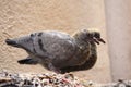 A couple of baby pigeons on a roof of our building. Newly born birds develoved their feathers in a week span Royalty Free Stock Photo