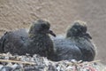 A couple of baby pigeons on a roof of our building. Newly born birds develoved their feathers in a week span Royalty Free Stock Photo