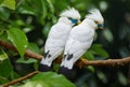 couple Bali mynah birds Royalty Free Stock Photo