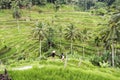 Couple in Bali rice terraces