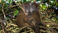 A couple of bamboo lemurs sitting in a tree in Madagascar Royalty Free Stock Photo