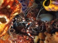 Couple of Banded Coral Shrimp Royalty Free Stock Photo