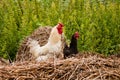 Couple of bantam Royalty Free Stock Photo