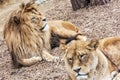 Couple of Barbary lions - Panthera leo leo, endangered animal sp