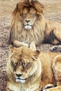 Couple of Barbary lions - Panthera leo leo, male and female