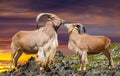 Couple of barbary sheeps Royalty Free Stock Photo