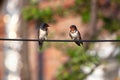 couple of barn swallow on a wire Royalty Free Stock Photo