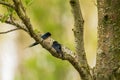 Couple of barn swallows in the Netherlands Royalty Free Stock Photo