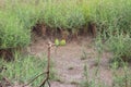 Couple of beat eaters on a cane left the ground. Together these birds looks very pretty and charming with the colorful feathers