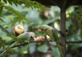 Couple of beautiful Alexandrine Parakeets eating apple on the tree Royalty Free Stock Photo