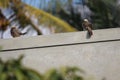 Couple of the beautiful birds perches on a building. Eyes of this bird is so small and intense. Disturbed grey feathers. Royalty Free Stock Photo