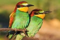 Couple of beautiful birds sits at the edge of the branch Royalty Free Stock Photo