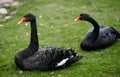 Couple of beautiful black swans are resting on green grass Royalty Free Stock Photo
