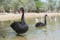 Couple of beautiful black swans swimming together in the lake Royalty Free Stock Photo