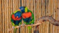 Couple of beautiful colorful parrots sitting together on tree branch. Royalty Free Stock Photo