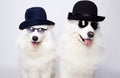 couple of beautiful dogs in glasses and hats