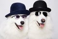 couple of beautiful dogs in glasses and hats