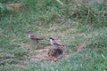 Couple of beautiful indian sparrows on ground on the seek of insects and edibles Royalty Free Stock Photo