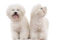 Couple of beautiful panting bichon frise dogs standing together Royalty Free Stock Photo