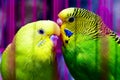 Couple of beautiful parrot Royalty Free Stock Photo