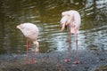 Couple of beautiful pink flamingos stand at the edge of the pond and clean the plumage Royalty Free Stock Photo