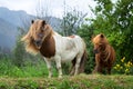 Couple of beautiful Ponies with long hair in the wild