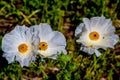 A Couple of Beautiful White Prickly Poppy (Argemone albiflora) Wildflowers