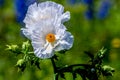 A Couple of Beautiful White Prickly Poppy Wildflowers
