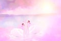 Couple of Beautiful white swans in the foggy rose lake at the sunset on the background. Romantic theme with cygnus in the sea. Royalty Free Stock Photo