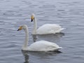 The couple of beautiful white swans on the lake. Royalty Free Stock Photo