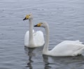 The couple of beautiful white swans on the lake. Royalty Free Stock Photo