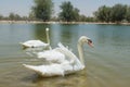 Couple of beautiful white swans swimming together in the lake Royalty Free Stock Photo