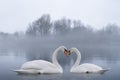 Couple of beautiful white swans wintering at lake. Foggy lake with birds. Romantic background Royalty Free Stock Photo