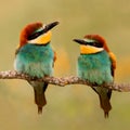 Couple of bee-eaters