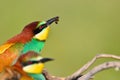 Couple of bee-eaters on leafless branch Royalty Free Stock Photo