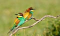 Couple of bee-eaters on leafless branch Royalty Free Stock Photo