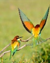 Couple of bee-eaters on leafless branch Royalty Free Stock Photo