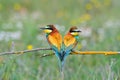 Couple of bee-eaters on leafless branch Royalty Free Stock Photo