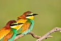 Couple of bee-eaters on leafless branch Royalty Free Stock Photo