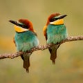 Couple of bee-eaters